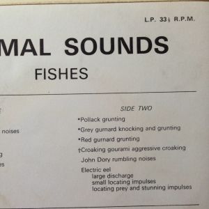 Wildlife Discotheque
