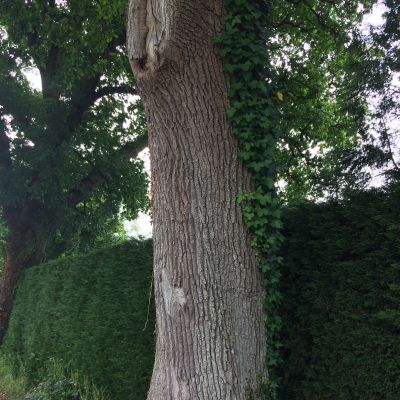 Shows - Stream Radio 