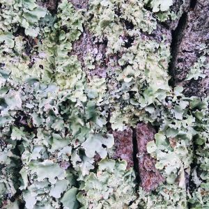 The Nature Deficit Show