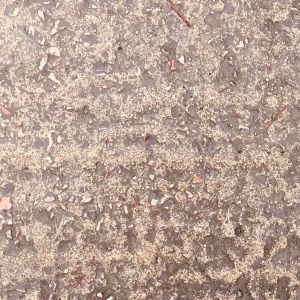 The The Nature Deficit Show Show