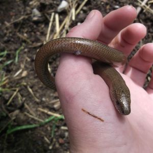 The Apples of the A38 Show