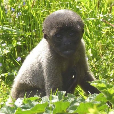 Shows - Sanctuary Tails